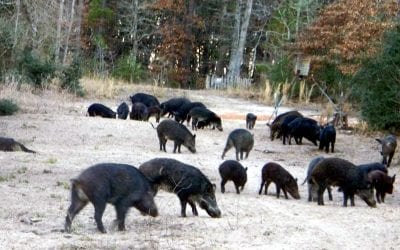 The Do’s and Don’ts of Feral Hog Hunting