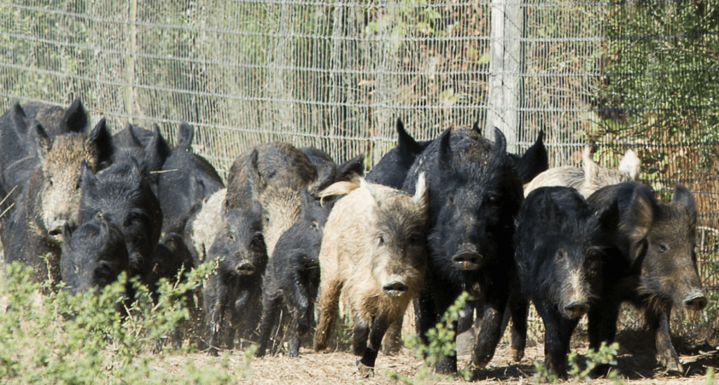 why hunt feral hogs