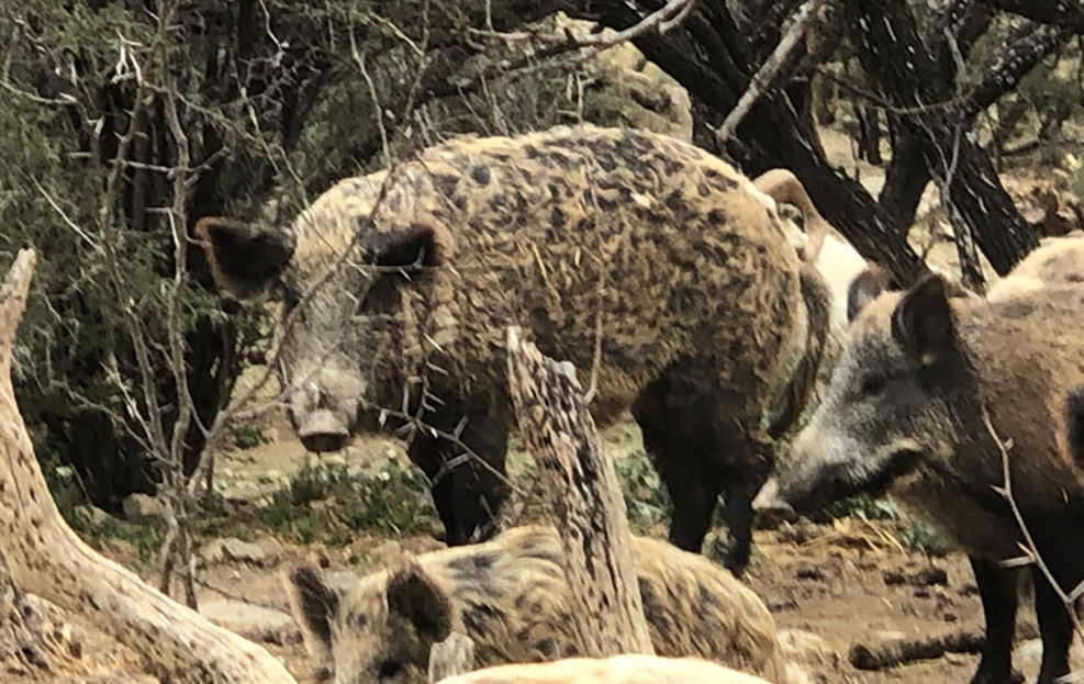 texas hog depredation act