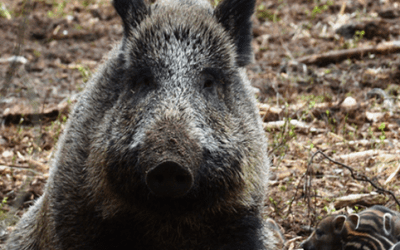 What You Need To Know About the History of Feral Hogs in the US