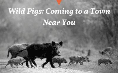 What Would Happen If We Didn’t Hunt Wild Pigs?