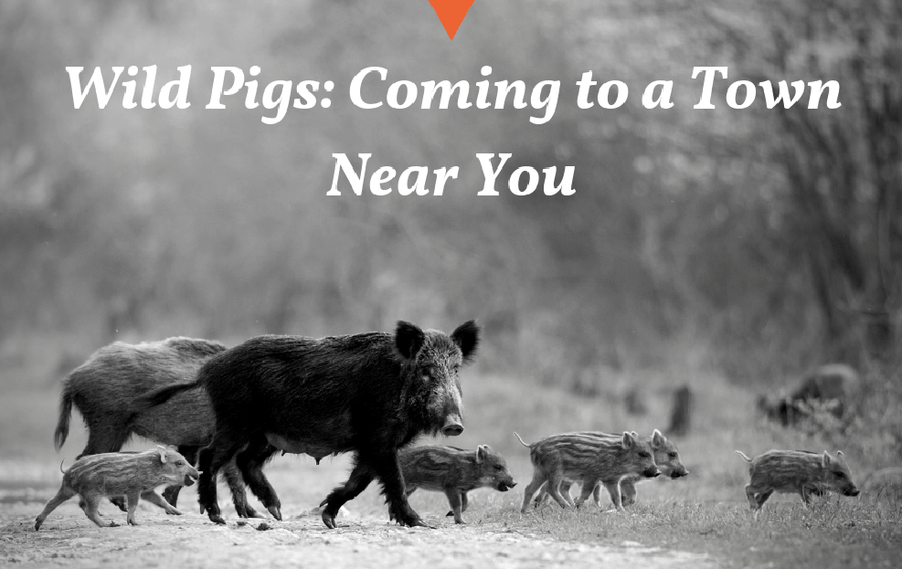 What Would Happen If We Didn’t Hunt Wild Pigs?